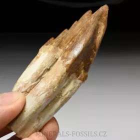 zub Basilosaura