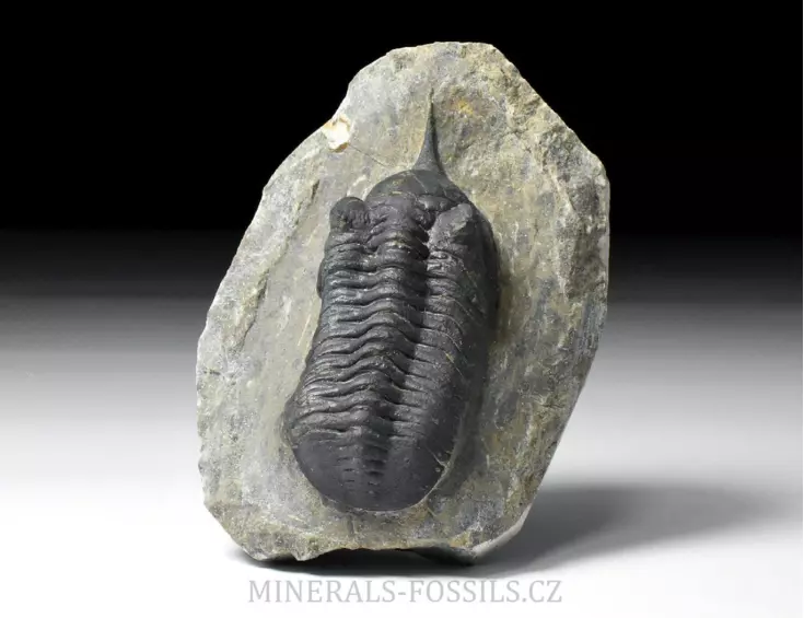 trilobit Morocconites malladoides