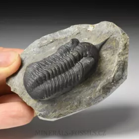 trilobit Morocconites malladoides