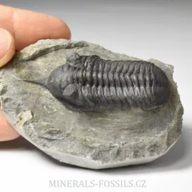 trilobit Morocconites malladoides
