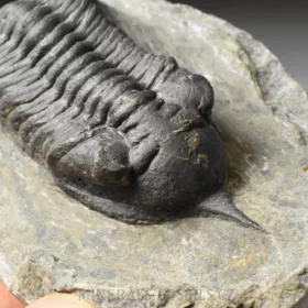 trilobit Morocconites malladoides