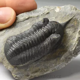 trilobit Morocconites malladoides