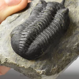 trilobit Morocconites malladoides