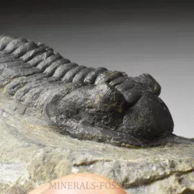 trilobit Morocconites malladoides
