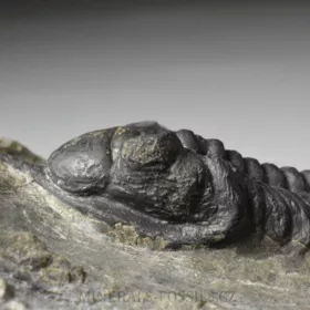 trilobit Morocconites malladoides