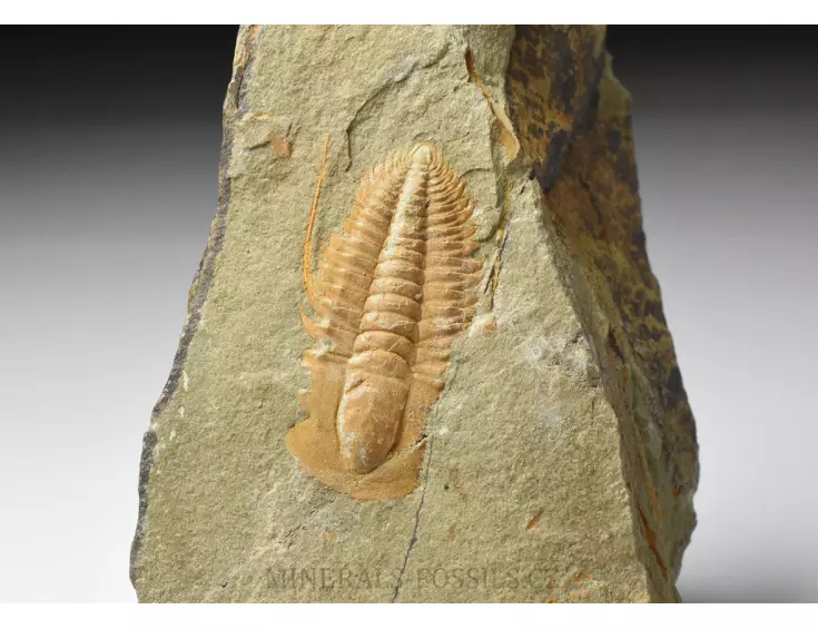 trilobit Hamatolenus vincenti