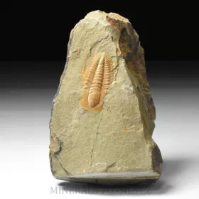 trilobit Hamatolenus vincenti