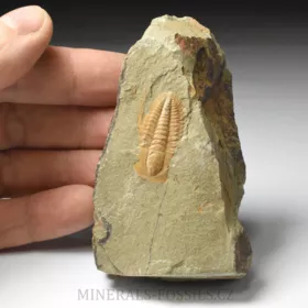trilobit Hamatolenus vincenti