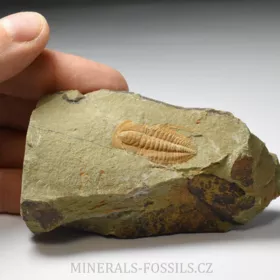 trilobit Hamatolenus vincenti