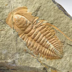 trilobit Hamatolenus vincenti