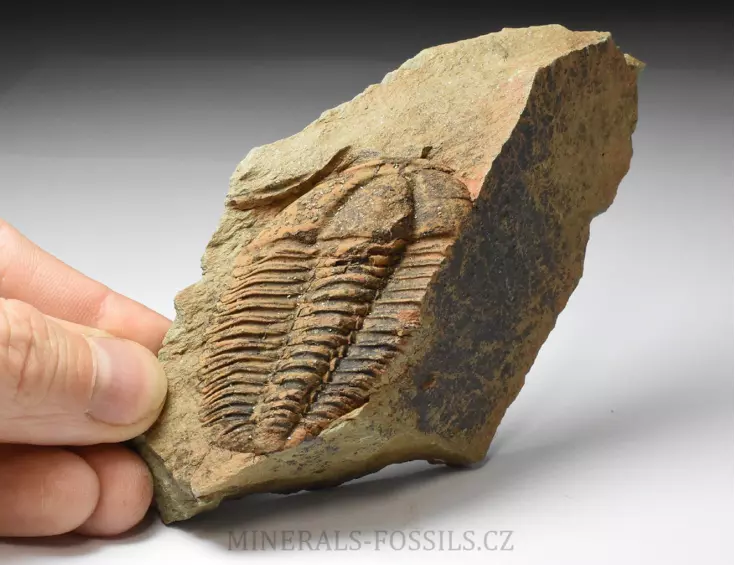 trilobit Bailiella sp.