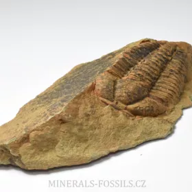 trilobit Bailiella sp.