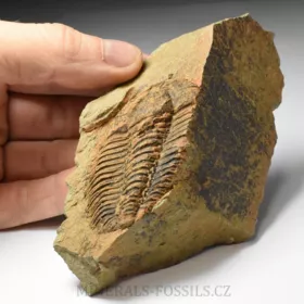 trilobit Bailiella sp.