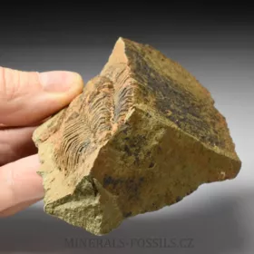 trilobit Bailiella sp.