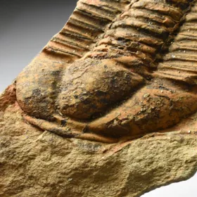 trilobit Bailiella sp.