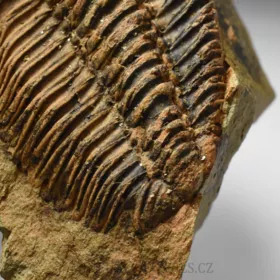 trilobit Bailiella sp.