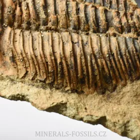 trilobit Bailiella sp.