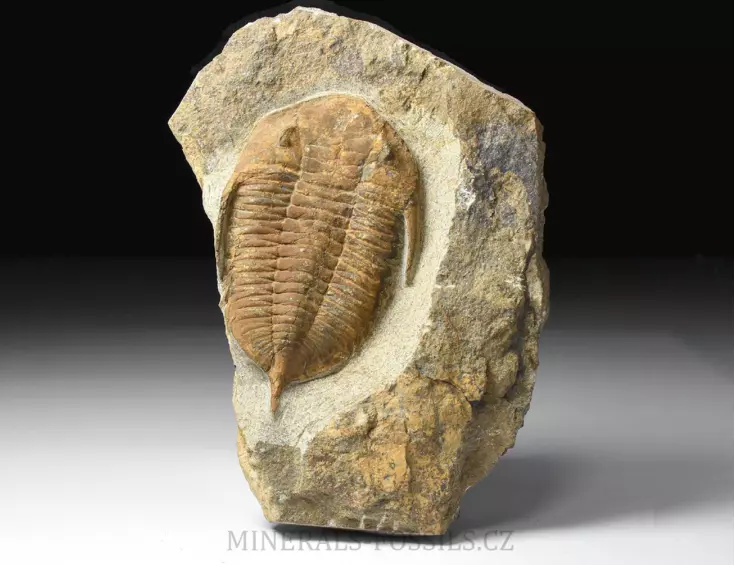 trilobit Dalmanitina sp.