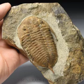 trilobit Dalmanitina sp.