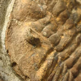trilobit Dalmanitina sp.