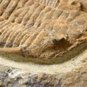 trilobit Dalmanitina sp.