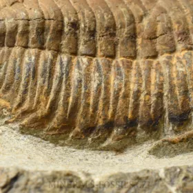 trilobit Dalmanitina sp.