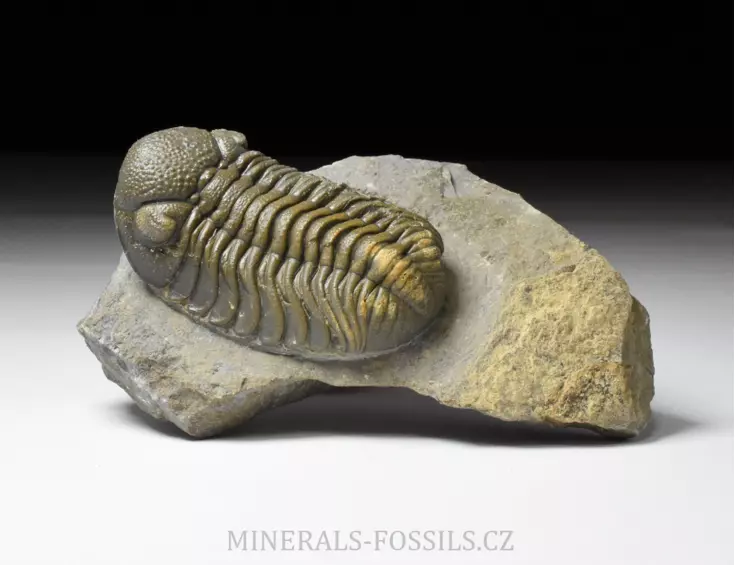 trilobit Phacops sp.