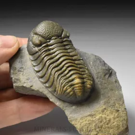 trilobit Phacops sp.