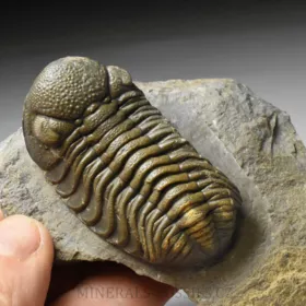 trilobit Phacops sp.