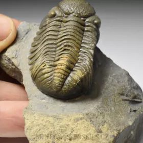 trilobit Phacops sp.