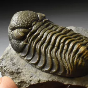 trilobit Phacops sp.
