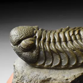 trilobit Phacops sp.