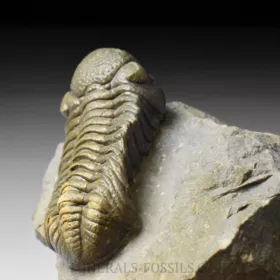 trilobit Phacops sp.