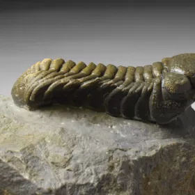 trilobit Phacops sp.