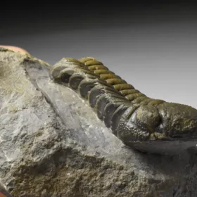 trilobit Phacops sp.
