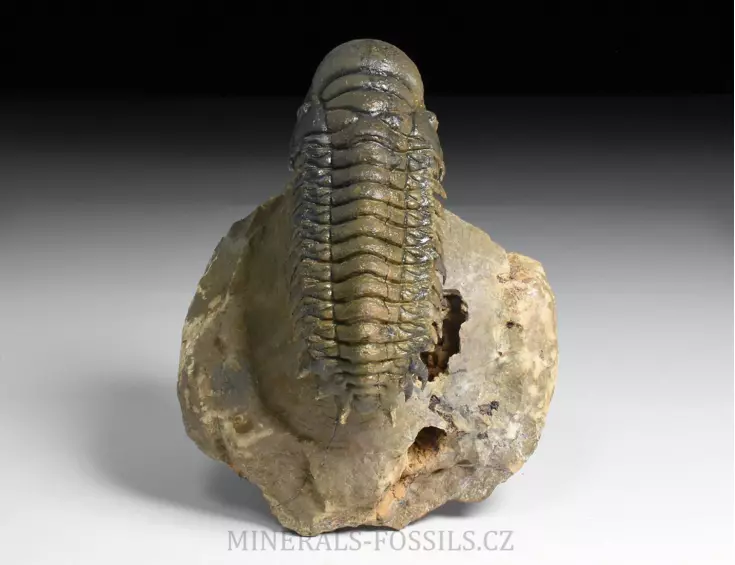 trilobit Crotalocephalina gibba