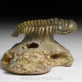 trilobit Crotalocephalina gibba
