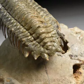 trilobit Crotalocephalina gibba