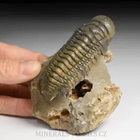 trilobit Crotalocephalina gibba
