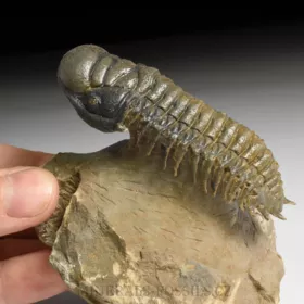 trilobit Crotalocephalina gibba