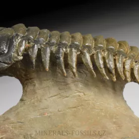 trilobit Crotalocephalina gibba