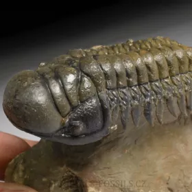 trilobit Crotalocephalina gibba