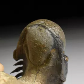 trilobit Crotalocephalina gibba