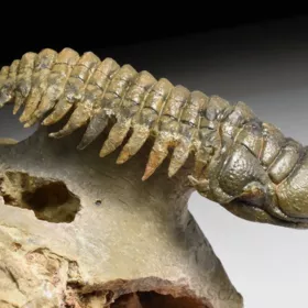trilobit Crotalocephalina gibba