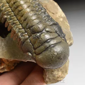 trilobit Crotalocephalina gibba