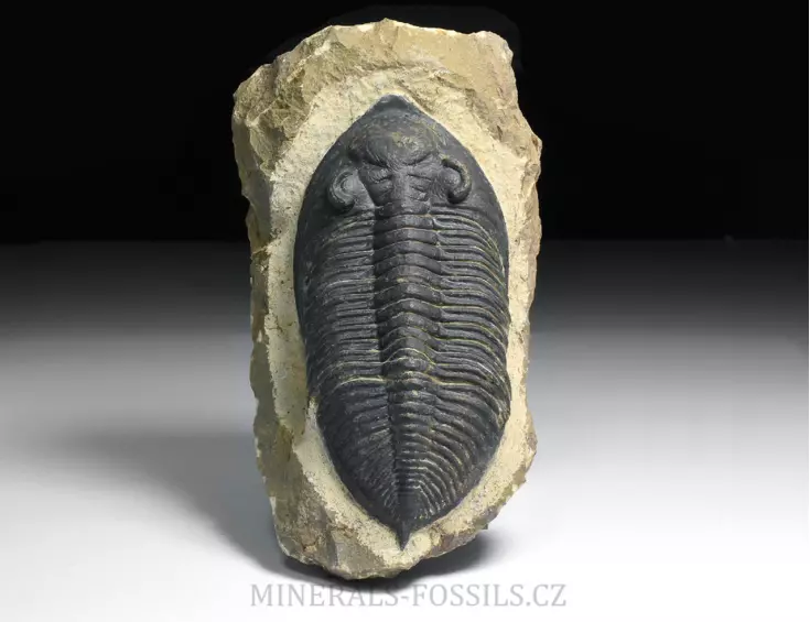 trilobit  Zlichovaspis rugosa