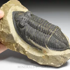 trilobit  Zlichovaspis rugosa