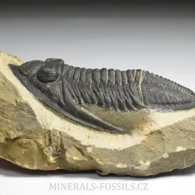 trilobit  Zlichovaspis rugosa
