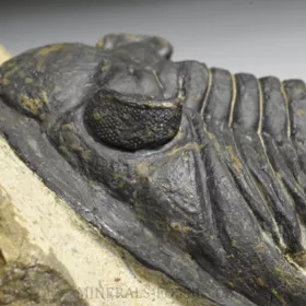 trilobit  Zlichovaspis rugosa