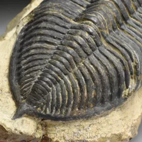 trilobit  Zlichovaspis rugosa